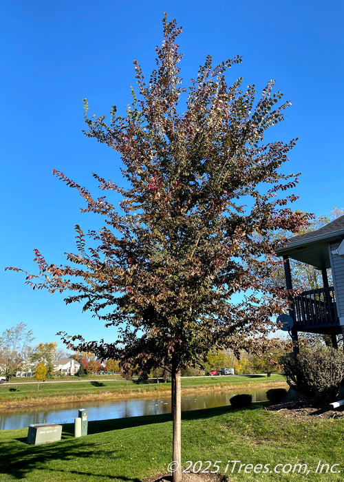 A young Frontier Elm growing in the side landscape of a townhouse near a pond, in mid-October with changing foliage from dark green to a deep red.