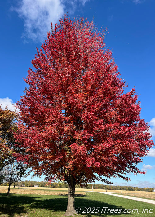 Autumn Blaze Maple in autumn with a canopy of bright red to red-orange leaves with a blue sky in the background.