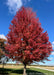 Autumn Blaze Maple in autumn with a canopy of bright red to red-orange leaves with a blue sky in the background.