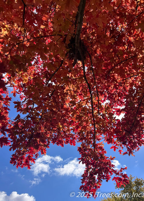 Underside view of lower canopy in autumn showing fiery fall color against a cloudy blue sky backdrop.