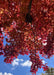 Underside view of lower canopy in autumn showing fiery fall color against a cloudy blue sky backdrop.