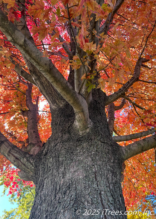 View looking up at the trunk and lower canopy of vibrant fall leaves.