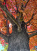 View looking up at the trunk and lower canopy of vibrant fall leaves.