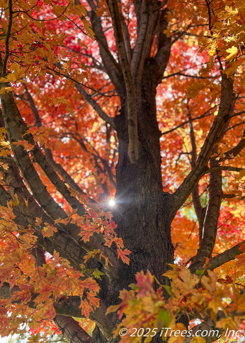 View looking up at trunk and inner canopy during autumn, seeing the sun filtering through the yellow-orange leaves.