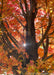 View looking up at trunk and inner canopy during autumn, seeing the sun filtering through the yellow-orange leaves.