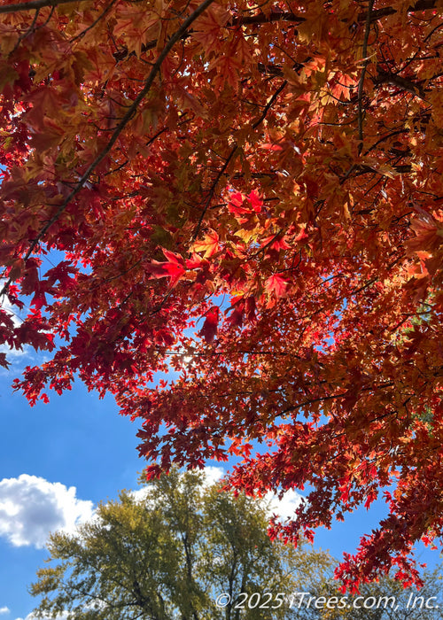 Underside view of lower canopy in autumn showing fiery fall color against a cloudy blue sky backdrop.