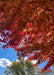 Underside view of lower canopy in autumn showing fiery fall color against a cloudy blue sky backdrop.