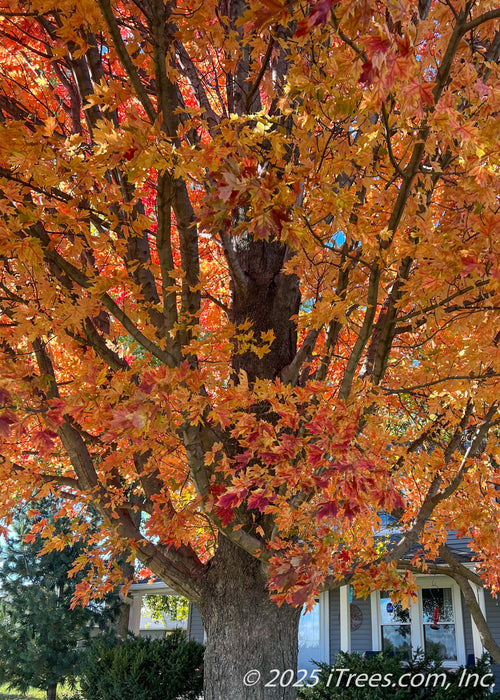 Closeup view of lower canopy in autumn showing off red to red-orange and yellow fall color. 