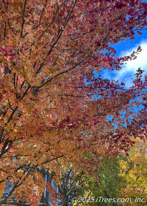 Closeup view of outer branching on an Autumn Blaze Maple showing yellow to deep red fall color and a blue cloudy sky in the background.