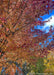 Closeup view of outer branching on an Autumn Blaze Maple showing yellow to deep red fall color and a blue cloudy sky in the background.