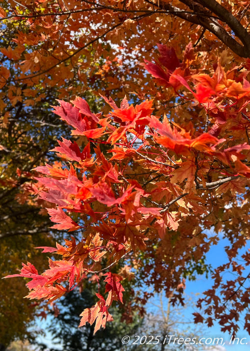 Closeup of red-orange fall leaves.