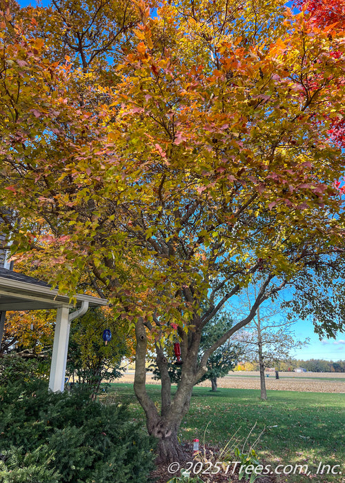 A mature Amur Flame Maple in the multi-stem clump form, growing near a front porch, seen in autumn with changing fall leaves from green to a bright red-orange.