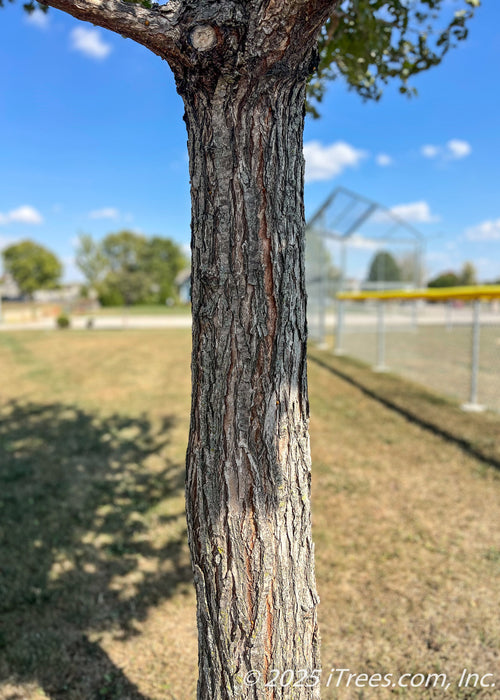 Closeup view of a maturing New Horizon Elm trunk and lower branching, showing deep grooves and rough textured bark. 