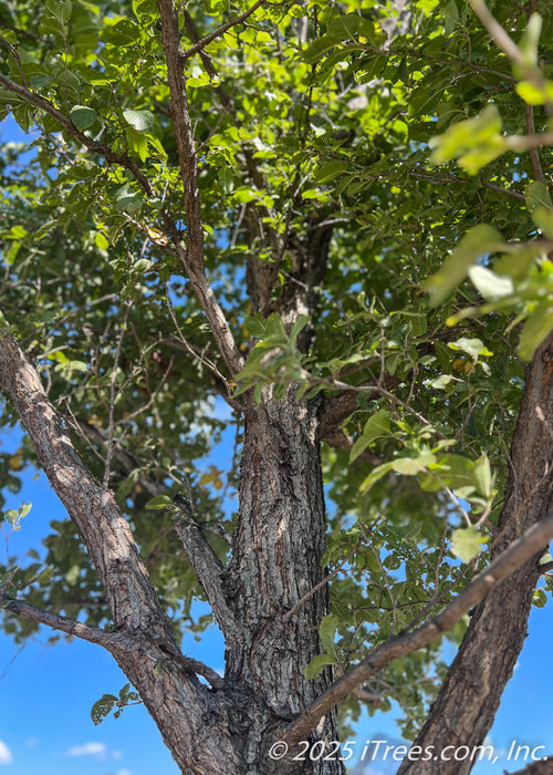 View looking up at inner canopy of a maturing New Horizon Elm in late summer showing green leaves against a bright blue sky.
