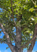 View looking up at inner canopy of a maturing New Horizon Elm in late summer showing green leaves against a bright blue sky.
