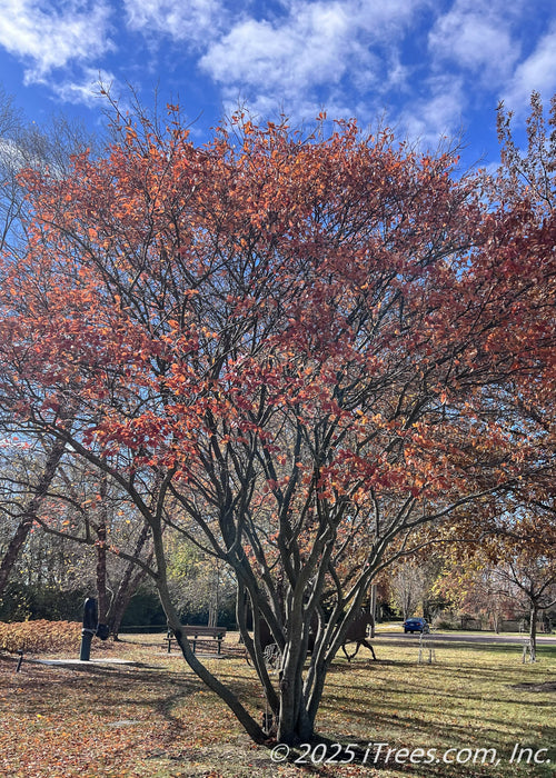 Autumn Brilliance Serviceberry in a park in early November with red-orange leaves topping the branches. 