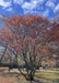 Autumn Brilliance Serviceberry in a park in early November with red-orange leaves topping the branches. 