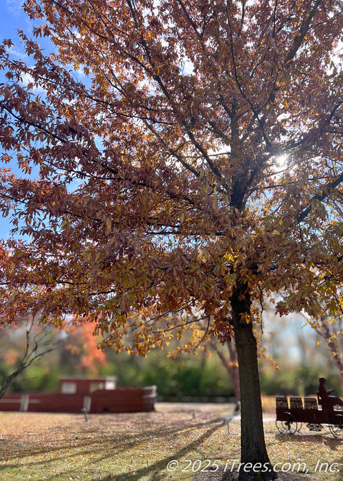 Large maturing Shingle Oak in a community park, seen in fall with rusty fall color as the afternoon sunlight filters through.