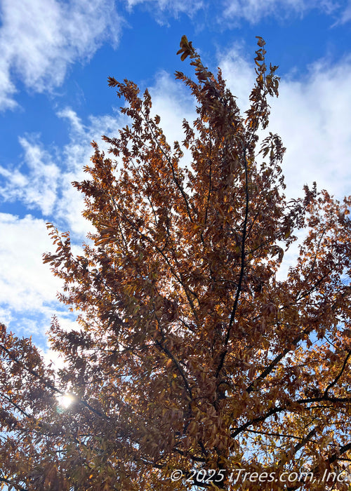 Closeup of upper canopy of fall leaves against a cloudy blue sky. 
