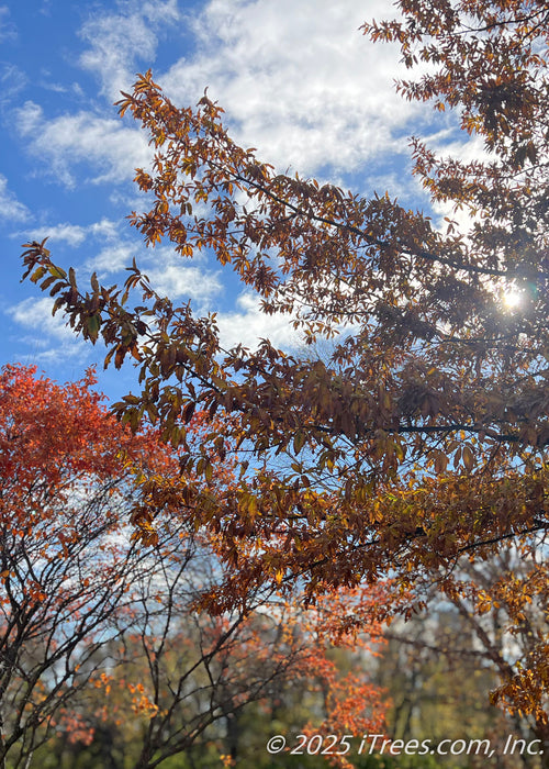 Closeup of outer branches covered in rusty colored fall leaves. 