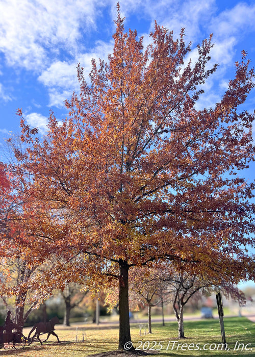 Large maturing Shingle Oak in a community park, seen in fall with rusty fall color.