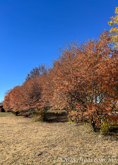 A row of serviceberry trees in autumn with red-orange fall color, in the multi-stem clump form, border a property adding privacy and screening from the nearby park.