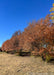 A row of serviceberry trees in autumn with red-orange fall color, in the multi-stem clump form, border a property adding privacy and screening from the nearby park.