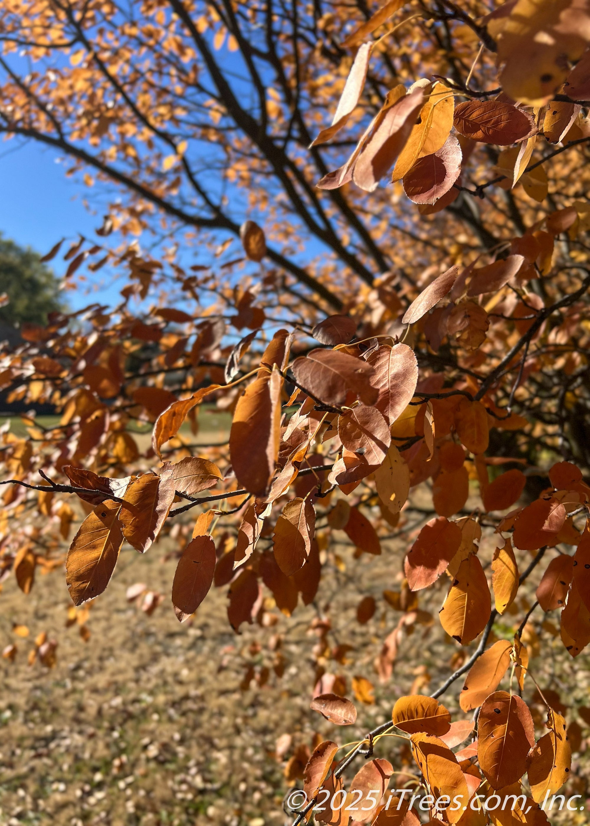 Autumn Brilliance® Serviceberry Tree | Delivery, Planting, & 1-Year ...