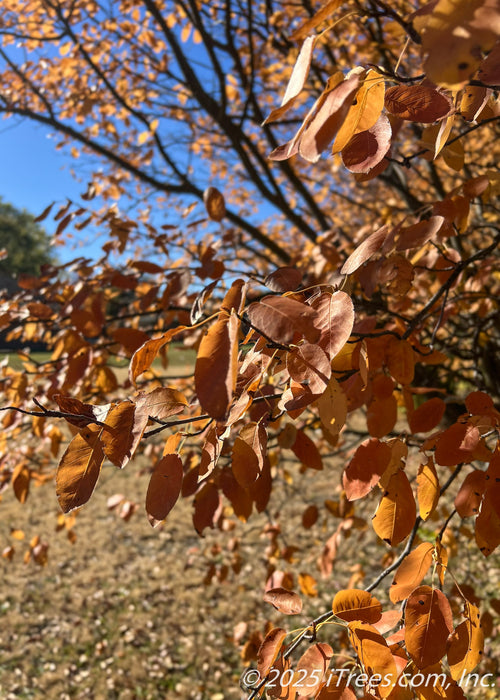 Closeup of serviceberry leaves in autumn with red-orange fall color.