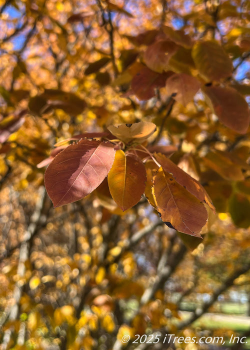 Closeup of Autumn Brilliance Serviceberry leaves in fall with red-orange fall color.