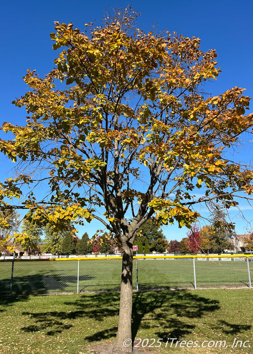 Maturing Redmond American Linden in autumn with yellow fall color.