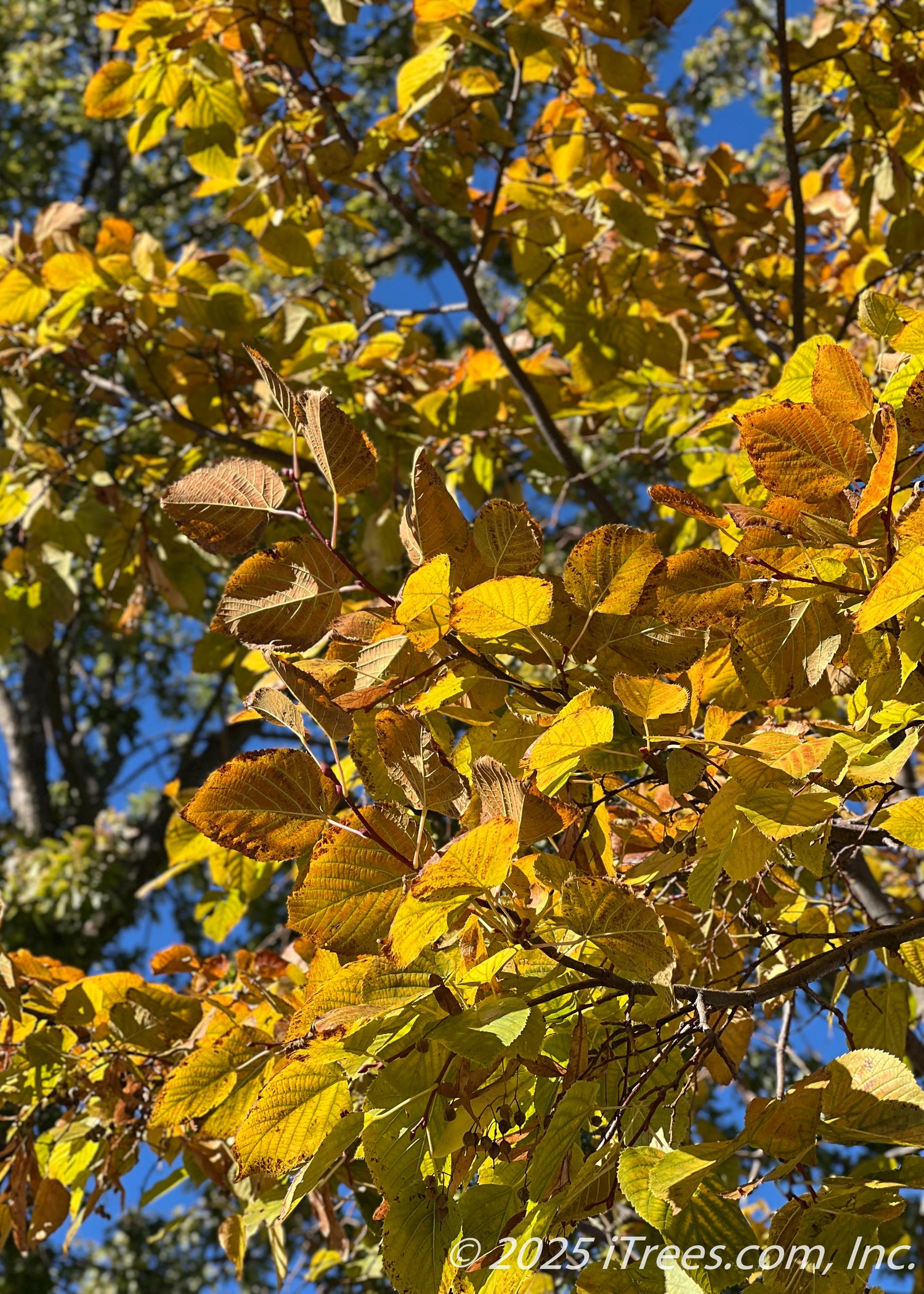 Redmond American Linden Tree - iTrees.com