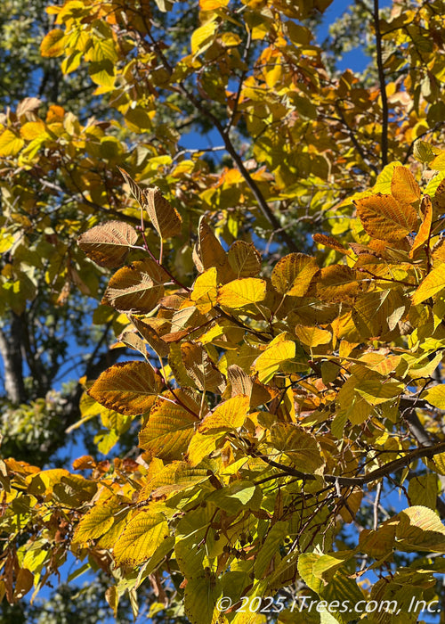 Closeup of yellow fall color leaves.