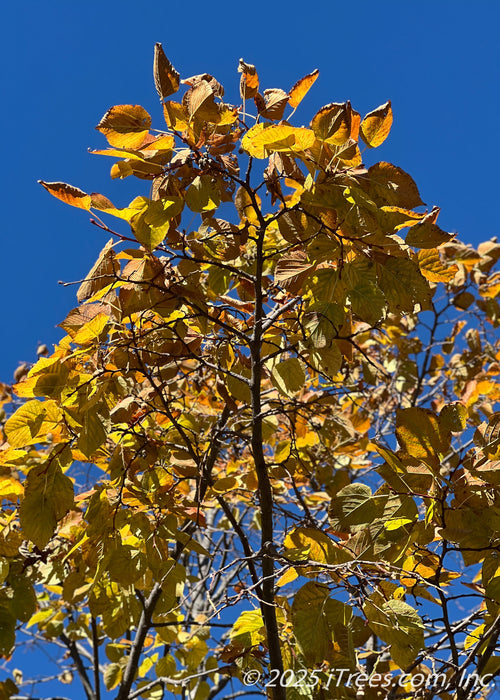 Closeup of underside of Redmond Linden's warm golden yellow leaves in fall. 
