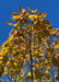 Closeup of underside of Redmond Linden's warm golden yellow leaves in fall. 