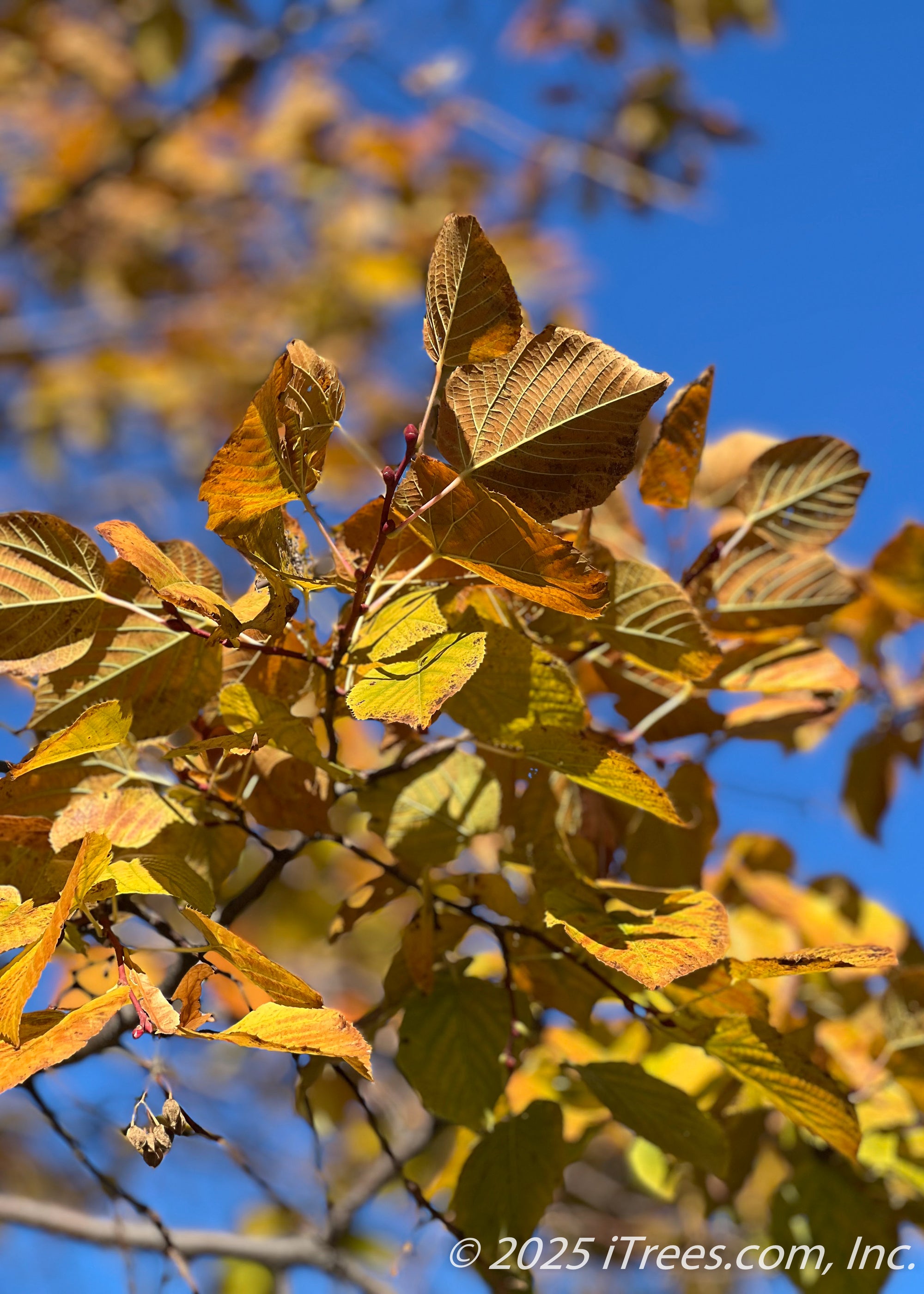 Redmond American Linden Tree - iTrees.com