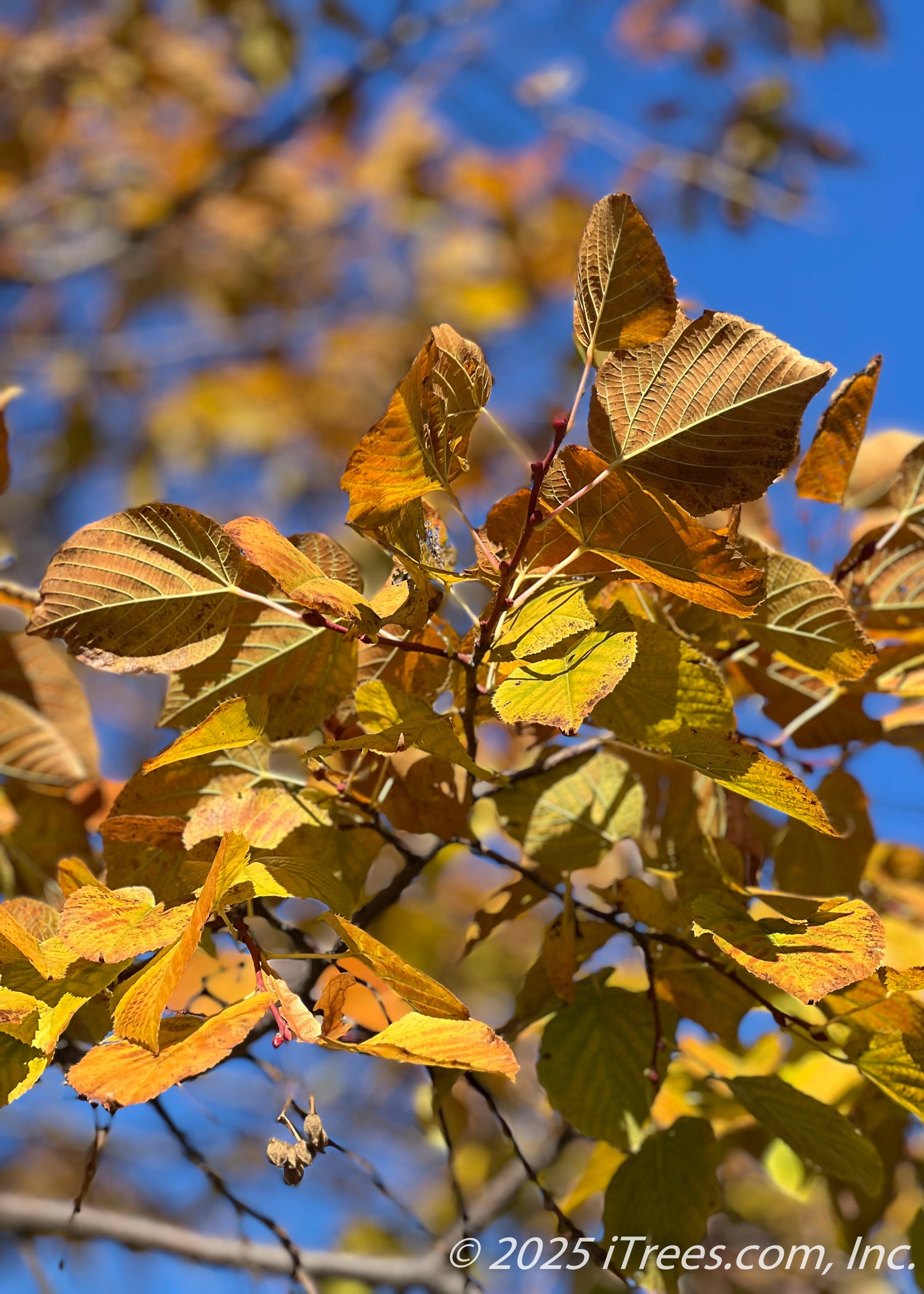 Red Lind Tree Redmond American Linden Tree - iTrees.com