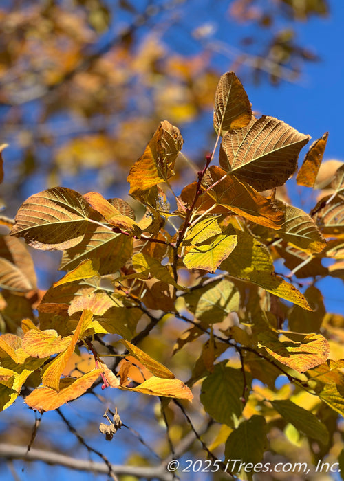 Closeup of underside of Redmond Linden's warm golden yellow leaves in fall. 