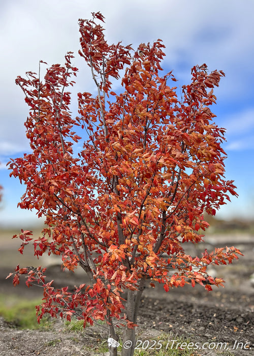 A multi-stem clump form Ruby Slippers at the nursery in fall with vibrant red-orange fall color. 