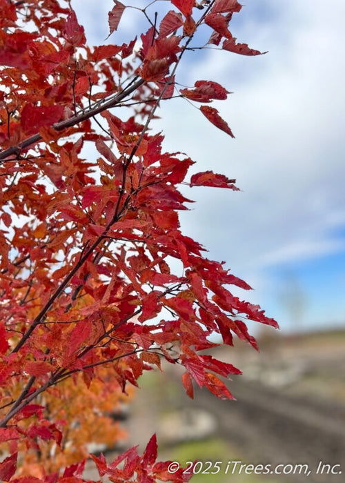 Closeup of vibrant red orange fall foliage.