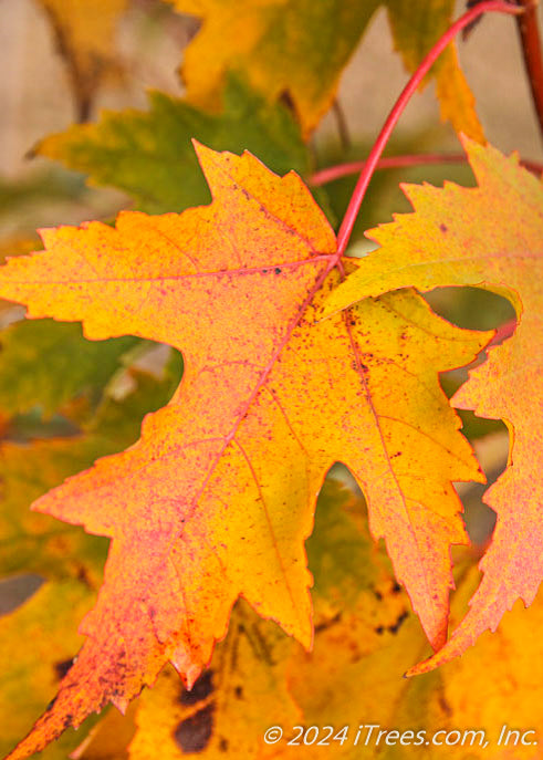 Armstrong Gold® Red Maple