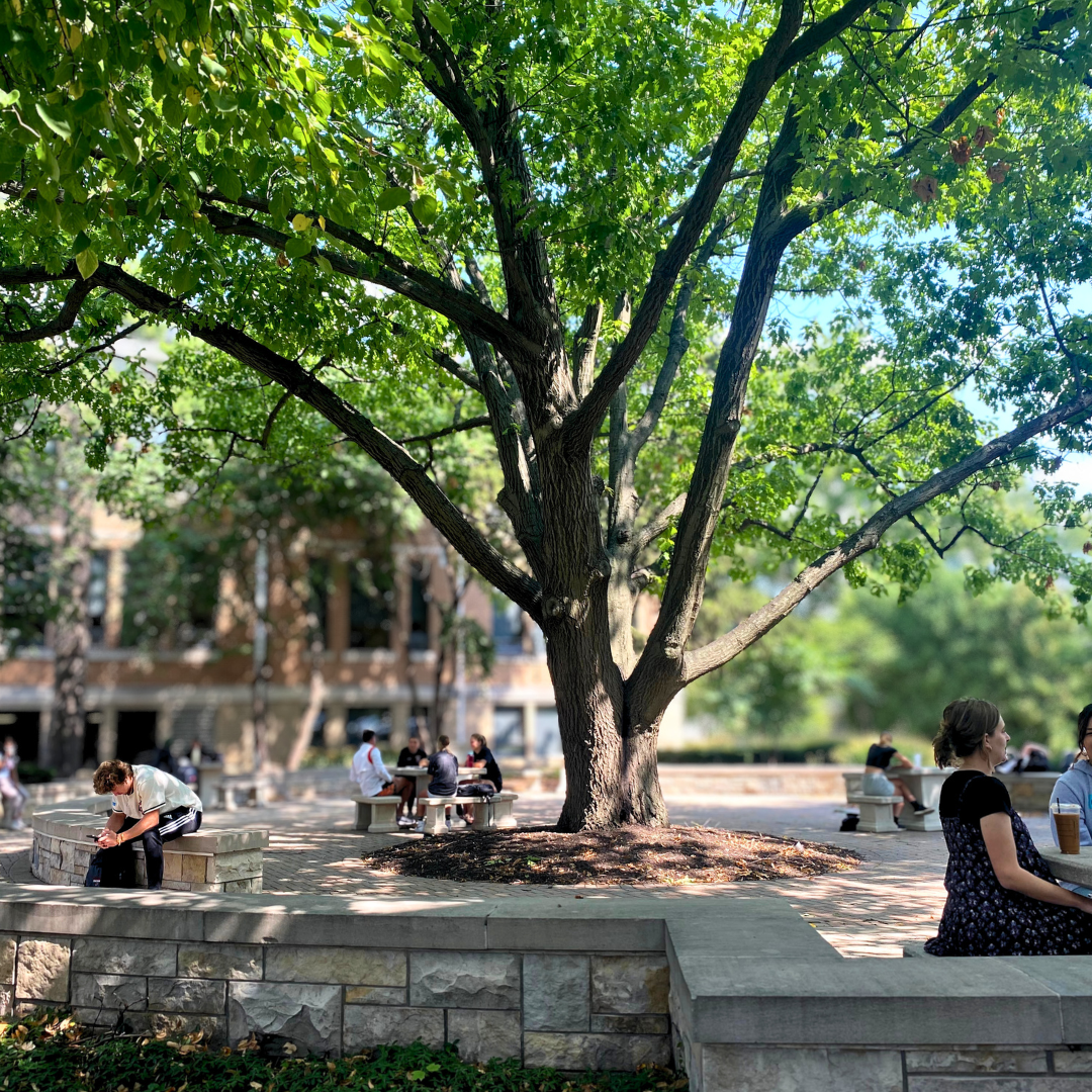 Underrated & Underplanted Native Trees