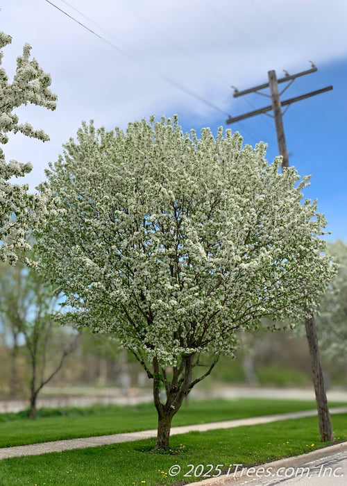 Golden Raindrops Crabapple in bloom with crisp white flowers coating its vase-shaped canopy, on the parkway under overhead wires. 