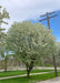 Golden Raindrops Crabapple in bloom with crisp white flowers coating its vase-shaped canopy, on the parkway under overhead wires. 