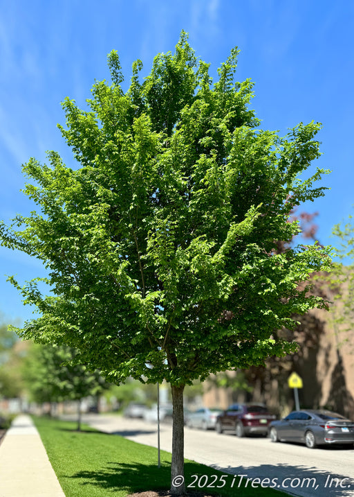 A maturing New Horizon Elm on the parkway with upright sweeping branches covered in medium green large leaves. 