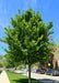 A maturing New Horizon Elm on the parkway with upright sweeping branches covered in medium green large leaves. 