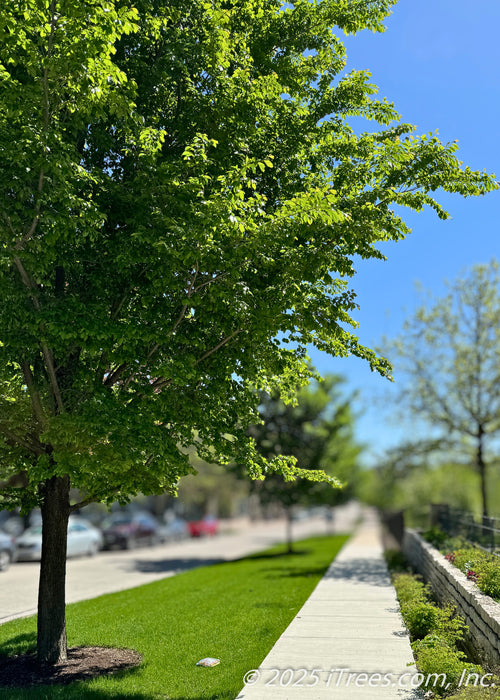 A maturing New Horizon Elm on the parkway with upright sweeping branches covered in medium green large leaves. 