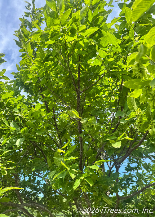 View looking up at center of green canopy.