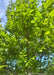 View looking up at center of green canopy.