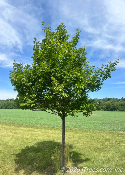 American Hornbeam with green leaves.